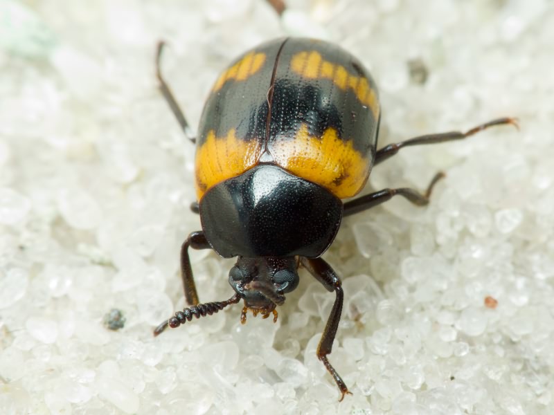 Diaperis boleti (Linnaeus, 1758)